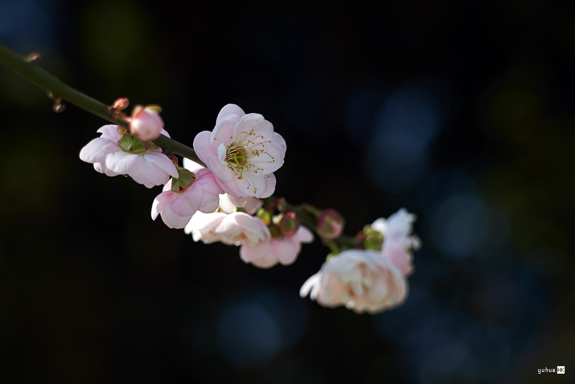 潮塘宫粉梅花一