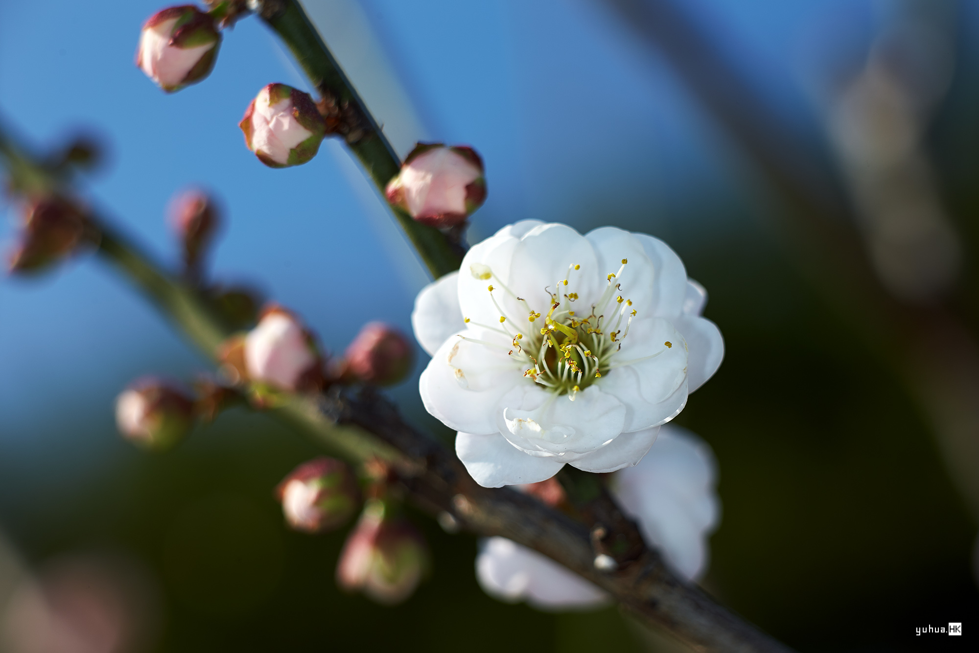 潮塘宫粉梅花一